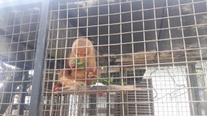 Timsus Polda PB Amankan 5 Ekor Satwa Dilindungi di Bintuni