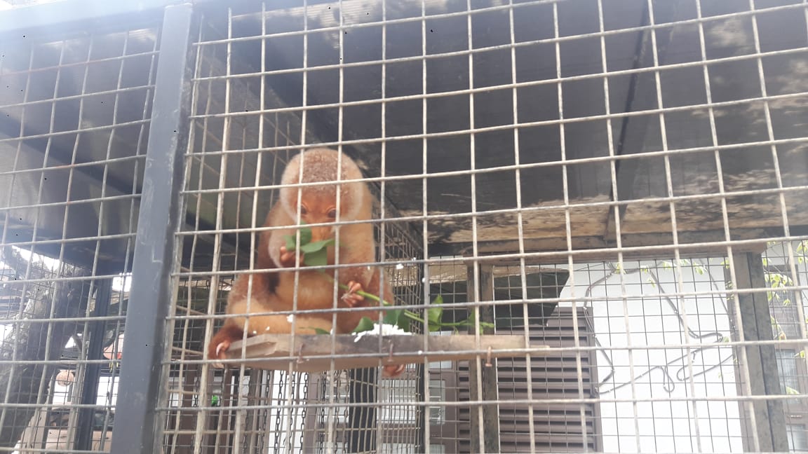 Satwa Kuskus Pohon