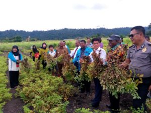 Gubernur Bersama para 3 Kepala daerah dan Forkopimda Kabupaten Mansel serta Tim Penggerak PKK Kabupaten Mansel Menunjukan hasil panen kebun percontohan