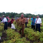 Gubernur Papua Barat, Drs Dominggus Mandacan Didampingi 3 Kepala Daerah melakukan panen hasil kebun percontohan di Daerah Abresso, Kabupaten Mansel, Jumat (6/7/2018)