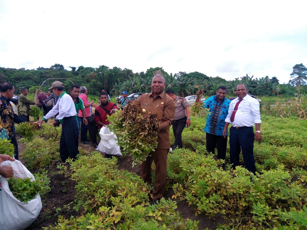 Gubernur Papua Barat, Drs Dominggus Mandacan Didampingi 3 Kepala Daerah melakukan panen hasil kebun percontohan di Daerah Abresso, Kabupaten Mansel, Jumat (6/7/2018)