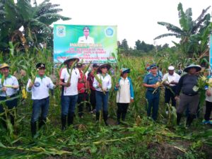 Panen Raya Jagung dan Kacang, Gubernur Apresiasi TP PKK