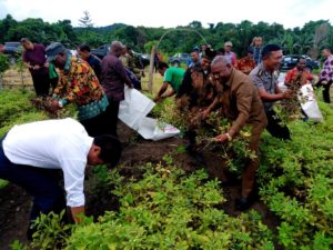 Gubernur Papua Barat melakukan panen kacang dan jagung di Kebun Percontohan Tim Penggerak PKK Kabupaten Manokwari Selatan, Jumat (6/7/2018)
