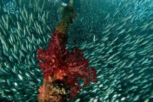 Di Raja Ampat Warga Kampung Ini Dilarang Menangkap Ikan