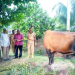 Gubernur Papua Barat, Drs Dominggus Mandacan menyerahkan sapi sumbangan dari Presiden kepada Pengurus PHBI Kabupaten Manokwari di Halaman Masjid Bahri Fasharkan TNI-AL Manokwari, Senin (20/8/2018)