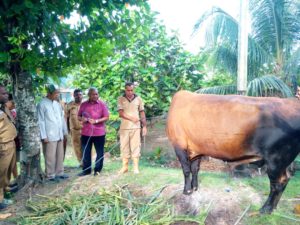 Idul Adha 1439, NasDem Papua Barat Sumbang  5 Ekor Sapi