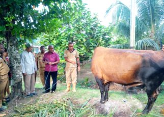 Gubernur Papua Barat, Drs Dominggus Mandacan menyerahkan sapi sumbangan dari Presiden kepada Pengurus PHBI Kabupaten Manokwari di Halaman Masjid Bahri Fasharkan TNI-AL Manokwari, Senin (20/8/2018)
