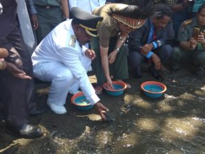 Pelepasan Tukik Belimbing Oleh Dirjen KSDA dan Bupati Tambrauw Serta Ritual Adat