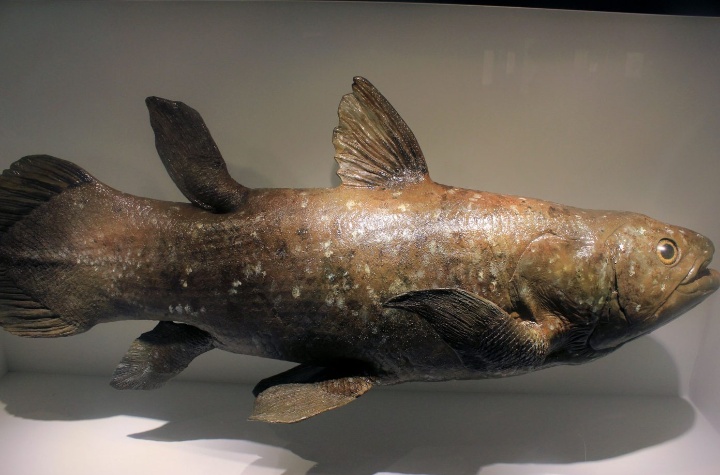Ikan PURBA Ditemukan di Laut Waigeo R4 - SorongRaya.co