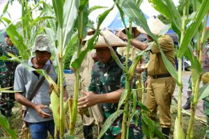 Panen Jagung Wujud Kerjasama Pangkoarmada III Dengan Pemkab Sorong