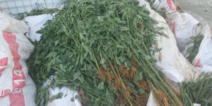 Pemilik 998 Gram Ganja yang Juga Mantan Napi Jalani Sidang Dakwaan
