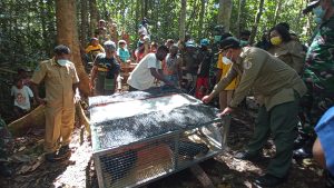 Memperingati Hari Rimbawan Ke-38 Tahun, Sejumlah Satwa Liar Dilepas