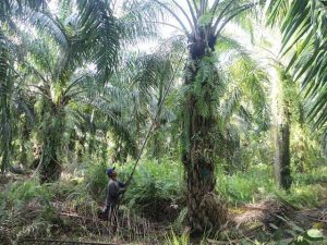 Pencabutan Perizinan Kelapa Sawit Berdasarkan Evaluasi Sejumlah Pelanggaran