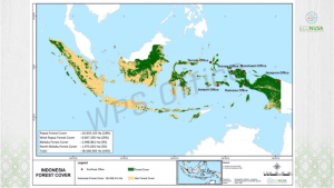 Krisis Iklim, Luas Hutan Papua Dan Maluku Tersisa 44 Persen