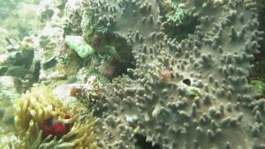 Setelah Dua Tahun Pandemi Pariwisata Raja Ampat Kembali Dibuka