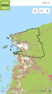 Kota Sorong Menyumbang 45% Dari Total Kehilangan Tutupan Hutan