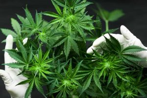 Revan Lauhanapesay, Si Pemilik Ganja Dituntut 6,4 Tahun Penjara