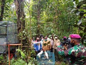 BBKSDA Papua Barat Lepas Liarkan Cenderawasih Dan Burung Dilindungi Lainnya