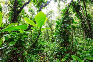 Transapansi Data untuk Menekan Laju Kerusakan Hutan
