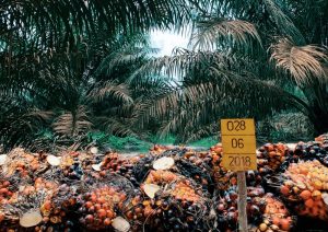 Perkuat Eksistensi Kelapa Sawit Berkelanjutan, Dua Anak Perusahaan ANJ Raih Sertifikasi RSPO