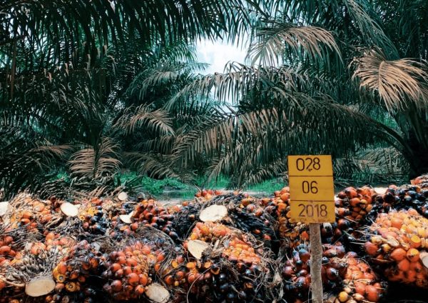 Perkuat Eksistensi Kelapa Sawit Berkelanjutan, Dua Anak Perusahaan ANJ Raih Sertifikasi RSPO