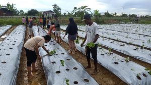 Mahasiswa Pertanian Unamin Sorong Bantu Petani Melalui Budidaya Menanam Terung