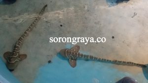 Setelah Dilepas Liarkan, Hiu Belimbing akan Diberikan Chip Sebagai Pemantau Laut