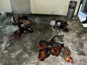 Pasca Penggerebekan, Polres Sorong Kota Tetapkan 5 Tersangka Sabung Ayam dan Judi Dadu
