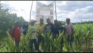 Mahasiswa Faperta Unamin Sorong Panen Demplot Jagung Manis