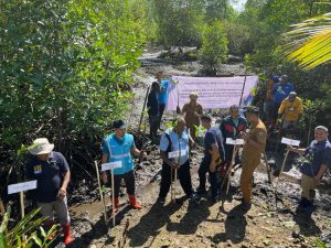 PLN UP3 Sorong Tanam Sebanyak 5000 Bibit Mangrove