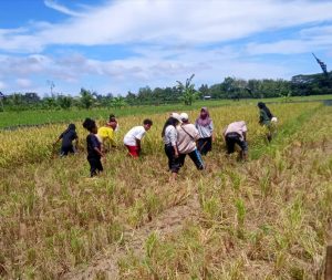 Mahasiswa Unamin dan Bukit Zaitun Sorong Panen Padi Bersama