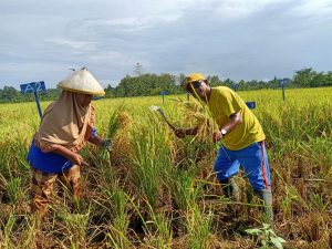 Mahasiswa Fakultas Pertanian Unamin Sorong Panen Padi Super Bokashi MA-11