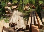 PT Mancaraya Agro Mandiri Bantah Lakukan Praktik Ilegal Loging