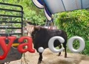 Bobot 880 Kg, Sapi Presiden Prabowo Bernama Iteng