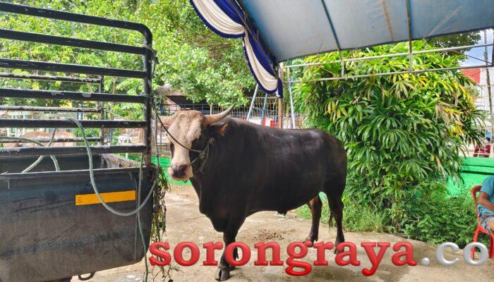 Presiden Prabowo Sumbang 7 Ekor Sapi Kurban