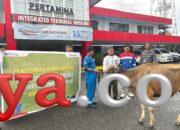 Rayakan Idul Adha 1446 H, Pertamina Regional Pamalu Salurkan 136 Hewan Kurban