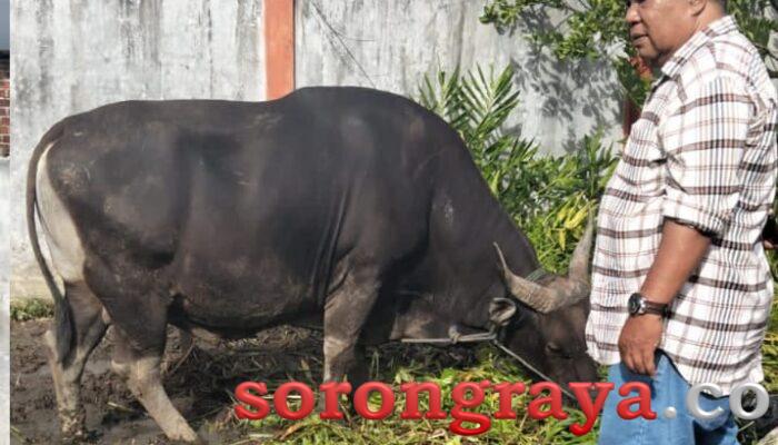 Jemima Elisabeth Lobat Sumbang Sapi Senilai Rp 30 Juta