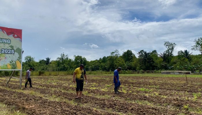 Polda Papua Barat Daya Dukung Ketahanan Pangan Dengan Cara Penanaman Jagung Pipil