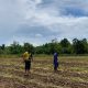 Polda Papua Barat Daya Dukung Ketahanan Pangan Dengan Cara Penanaman Jagung Pipil
