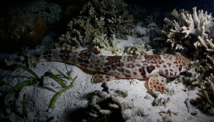 Cukup dari Sampel Air Laut, Ilmuwan Indonesia Kembangkan Metode eDNA Pertama Deteksi Hiu 