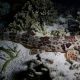 Cukup dari Sampel Air Laut, Ilmuwan Indonesia Kembangkan Metode eDNA Pertama Deteksi Hiu 
