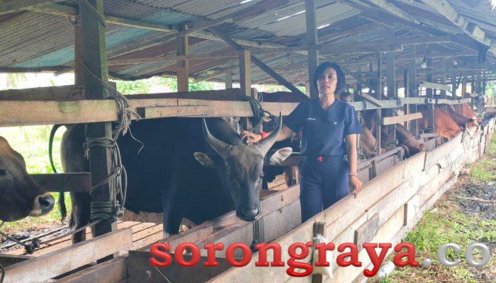 15 Ribu Hewan Kurban Sehat dan Tersediah Jelang Idul Adha 2026
