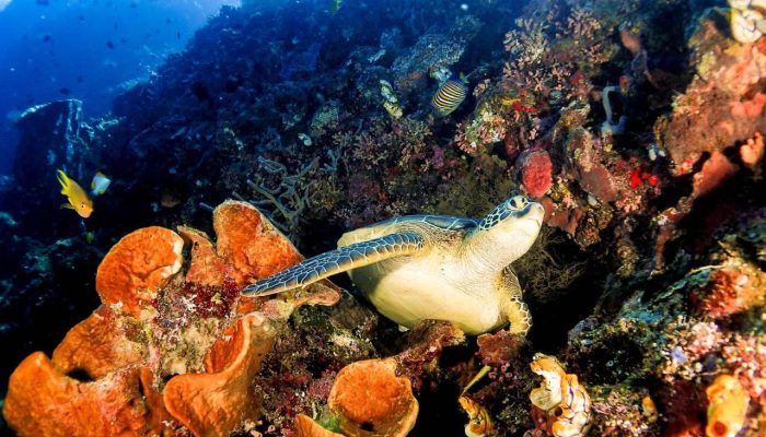 Kemenpar: Tidak Ada Toleransi Terhadap Perusakan Ekosistem Raja Ampat