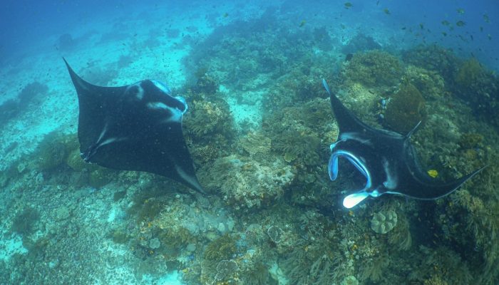 Pertama di Dunia, Indonesia Pelopori Skema Pembiayaan  Pari Manta